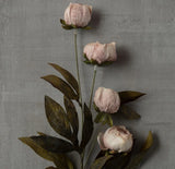 Michael's Ashland Tan Viral Peony Stems Set of 8 New Flowering Plants