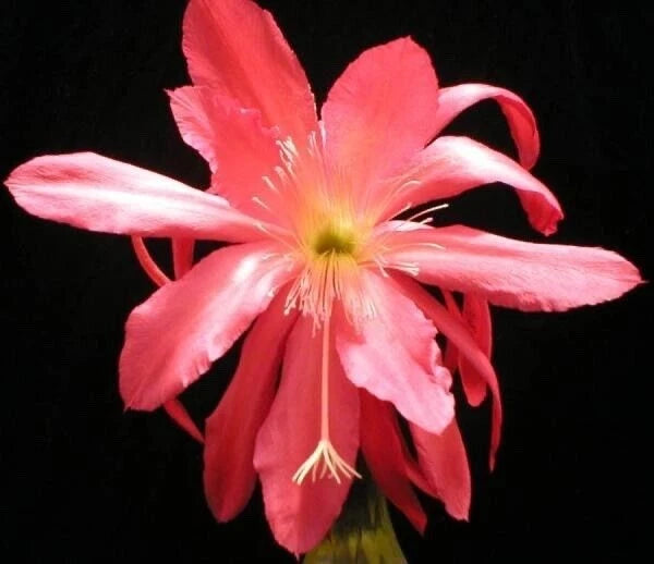 Pink orchid cactus flower with long petals and yellow-green center