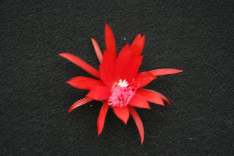 Red orchid cactus flower with spiky petals and pink center