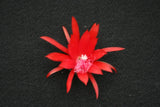 Epiphyllum, Orchid Cactus, " MARY" ,  Don's Quart pots APRIL/1 Orchids