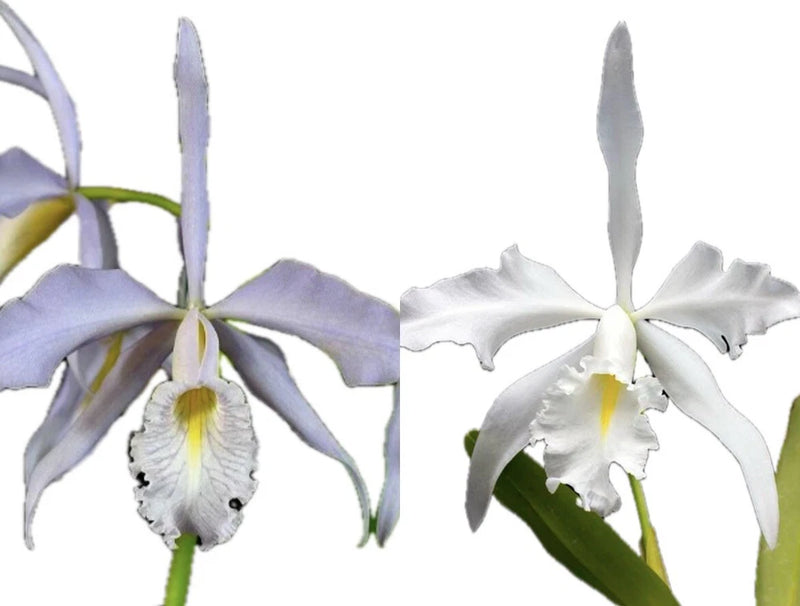 Potted orchid plant with purple and white blooms and yellow centers on green stems