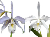 Cattleya Maxima v Coerulea ÔHectorÕ x v Alba #2 4Ó Pot Orchids