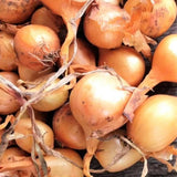 Super Sweet Candy Onion Sets (Bulbs) Seeds - For 2026 Planting Gardening Noon Garden Plants