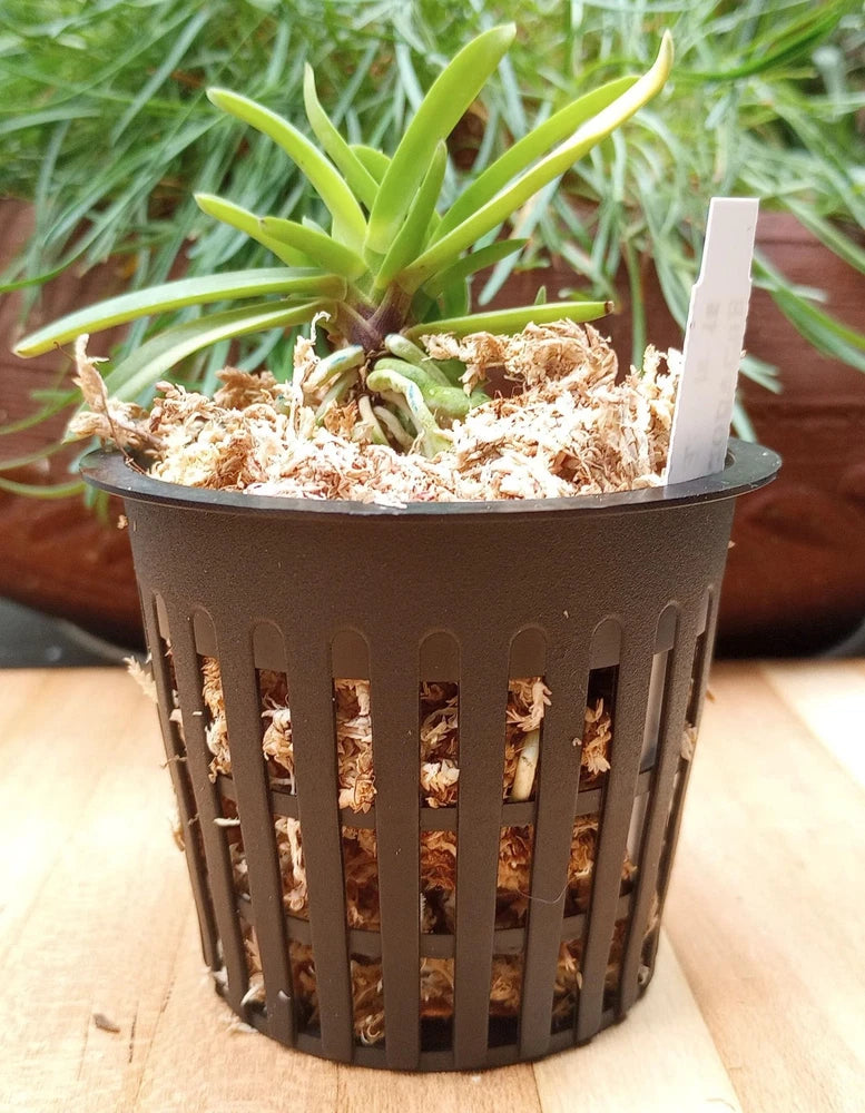 Neofinetia orchid plant in black slotted pot with green leaves and dried roots