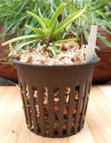 Neofinetia orchid plant in black slotted pot with green leaves and dried roots