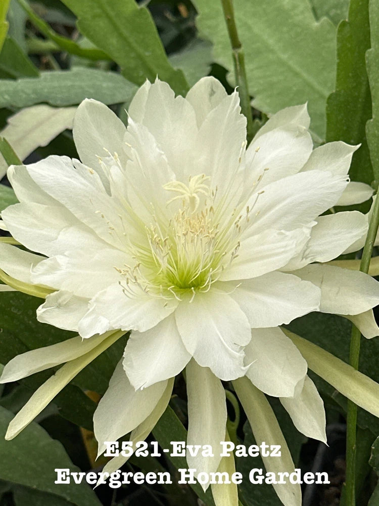White epiphyllum orchid cactus flower on green foliage