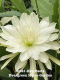 Rooted Epiphyllum Orchid Cactus ÒEva PaetzÓ Growing In 4Ó Starter pot Orchids