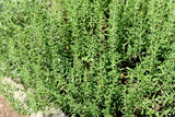 150 Creeping WINTER SAVORY Satureja Montana Herb Flower Seeds *Flat S/H Flowering Plants