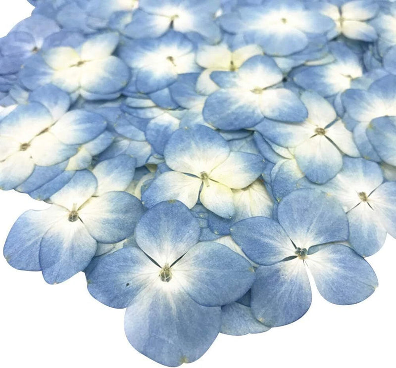 Set of blue preserved dried hydrangea-like flowers with layered petals