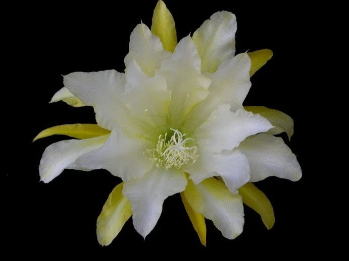 Orchid cactus flower with white petals and yellow-green tips