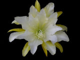 Epiphyllum, Orchid Cactus, " LEMON CUSTARD ", Don's Quart pots FEB/3 Orchids