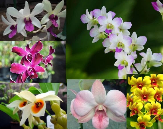 (P24) 3+ Live ORCHIDS PREMIUM (Cattleya+Oncidium+Dendrobium)+ 3Easy WateringPots Orchids
