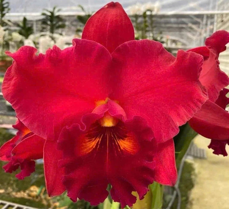 Red orchid flower with ruffled petals and orange-yellow center