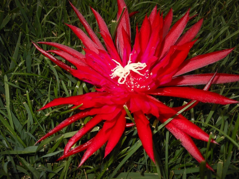Ruby pinwheel orchid cactus flower, bright red star-shaped bloom with long petals