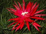 EPIPHYLLUM ORCHID CACTUS    RUBY PINWHEEL Orchids