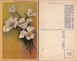 Sego Lily State Flower Botanical Illustration Utah Postcard Lily