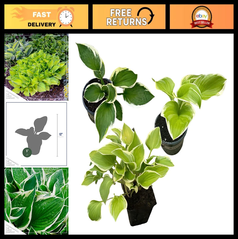 Assorted Live Hosta Perennials - 3 Plants Pack, 10" Tall Accent Garden Plants Garden Plants