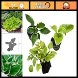 Assorted Live Hosta Perennials - 3 Plants Pack, 10" Tall Accent Garden Plants Garden Plants