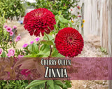 200+ Zinnia Flower Seeds [Cherry Queen], Rare Flower Gardening Plant Seed Packet Garden Plants