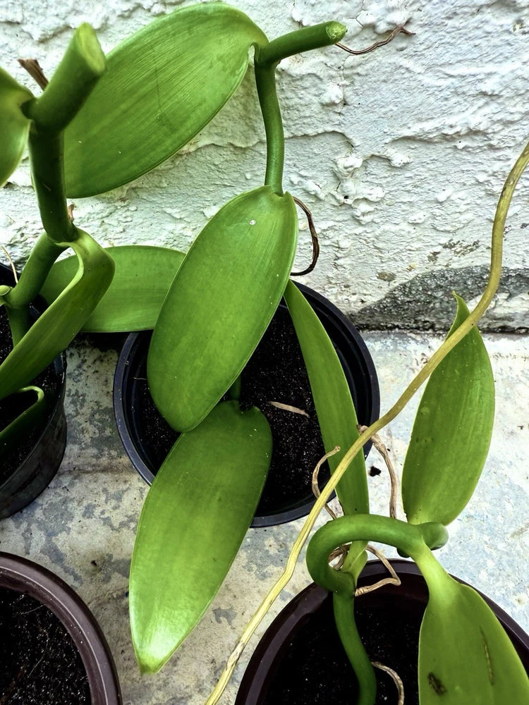 Vanilla orchid cutting with long green leaves in a dark round pot