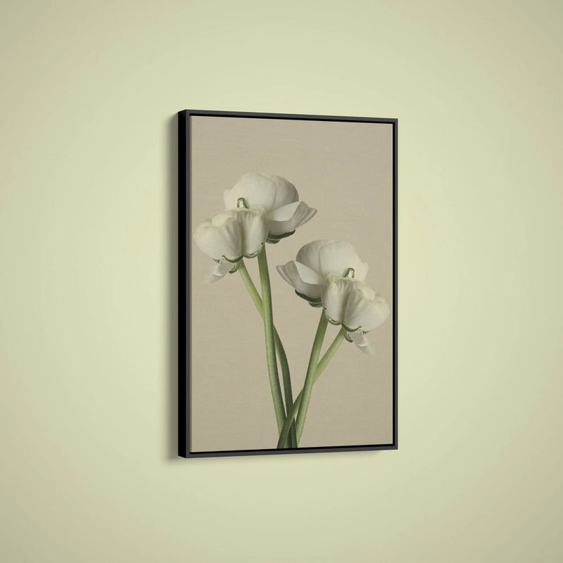 Artographie - White Ranunculus - Art Print on Paper or Canvas Ranunculus
