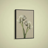 Artographie - White Ranunculus - Art Print on Paper or Canvas Ranunculus