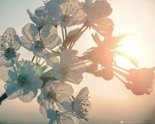Flower wall poster (16 x 20) with large white blooms and warm sun flare