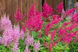 100 PINK MIX ASTILBE (False Spirea / False Goats Beard) Astilbe Chinensis Flower Flowering Plants