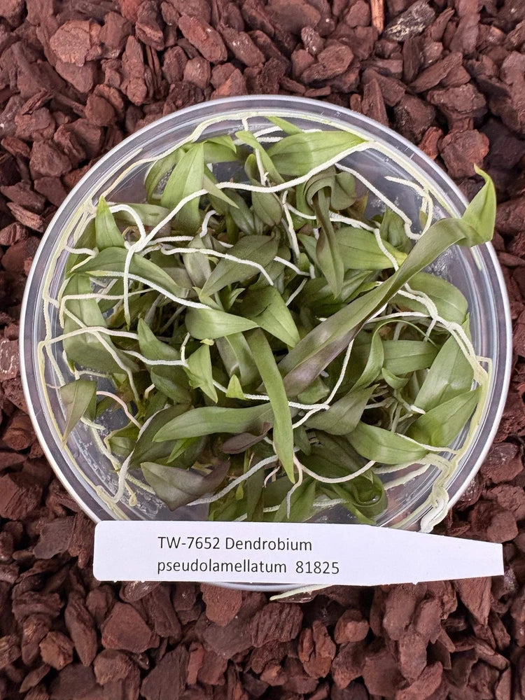 Green orchid plant cuttings in clear circular container with white plant label