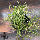 Hatiora Cylindrica 4Ó Pot Exact Plant - Shipping Guarantee - ÒBÓ Orchids