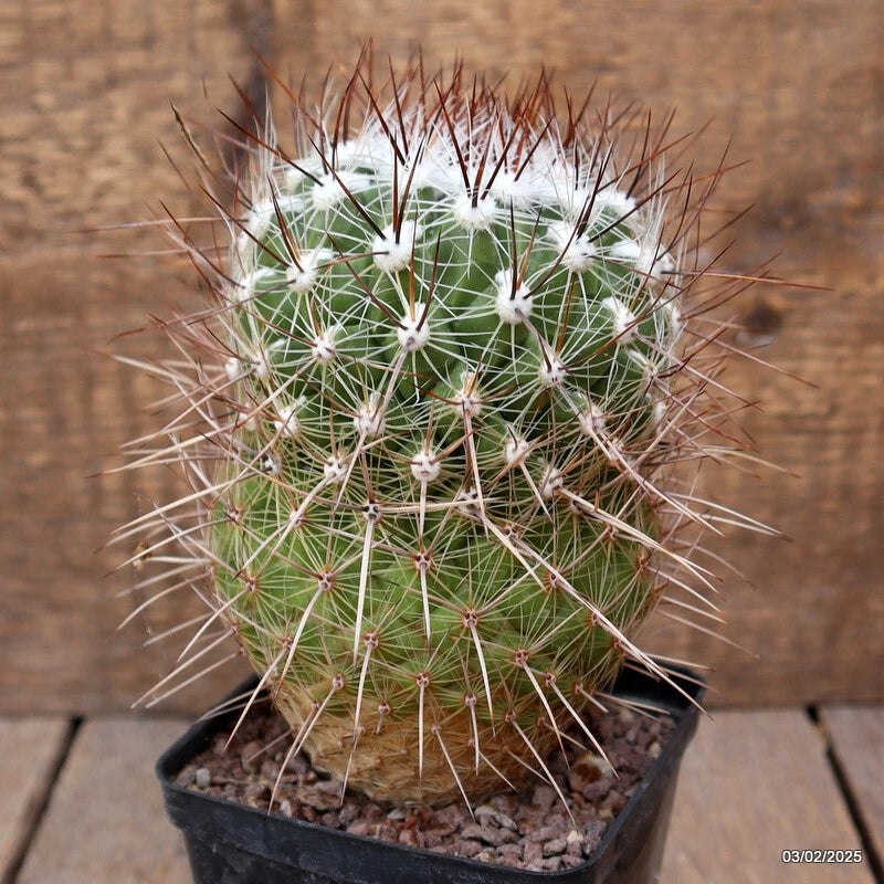 Cactus plant in black pot, round green stem with white spines and red tips