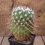 A8788 THELOCACTUS CONOTHELOS V. AURACANTUS pot9-H15-W10 cm MaMa Cactus Green Plant