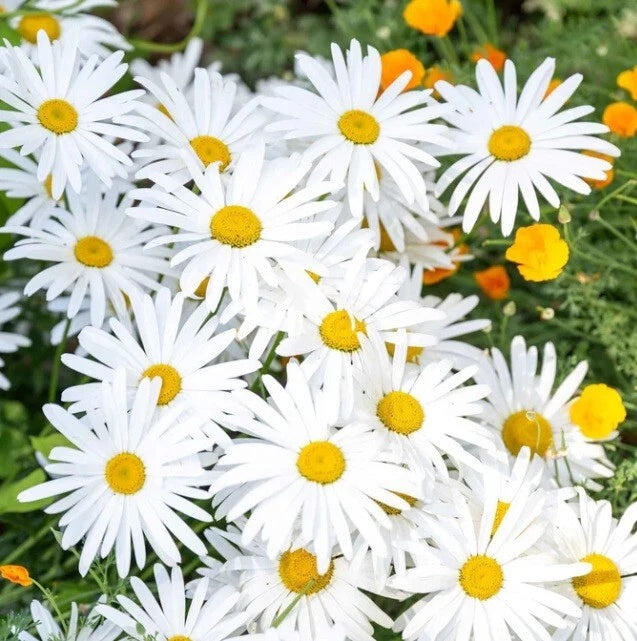 OX-EYE Daisy 100 -1000 Seeds Drought Tolerant Perennial Pollinators Sunflower Sunflower