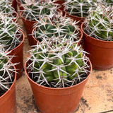3.5'' Gymnocalycium Ferox, Live Cactus Plants,Rare Plants Flowering Plants