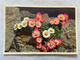 Glacier Crowfoot  (Ranunculus Glacialis) Vintage Flower Postcard Ranunculus