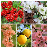 30 FLOWERING QUINCE Fruit Seeds - Pink Red White Orange Flowering Shrub - aka Ja Flowering Plants