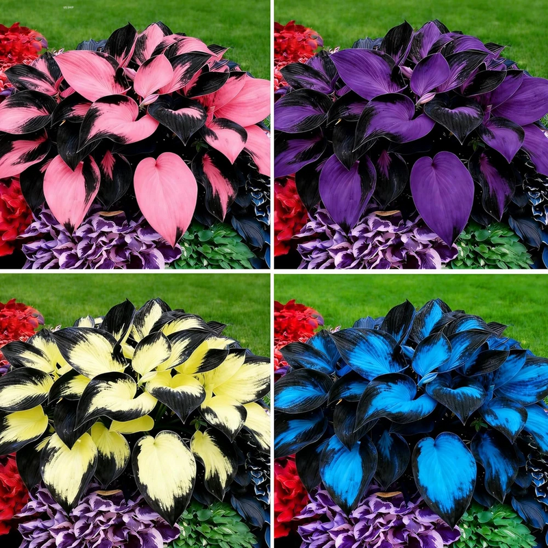 Hosta Seeds for Planting, 100+Pcs Rare Perennial Hosta Flower Seeds, Non-Gmo Hei Lily