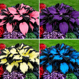 Hosta Seeds for Planting, 100+Pcs Rare Perennial Hosta Flower Seeds, Non-Gmo Hei Lily