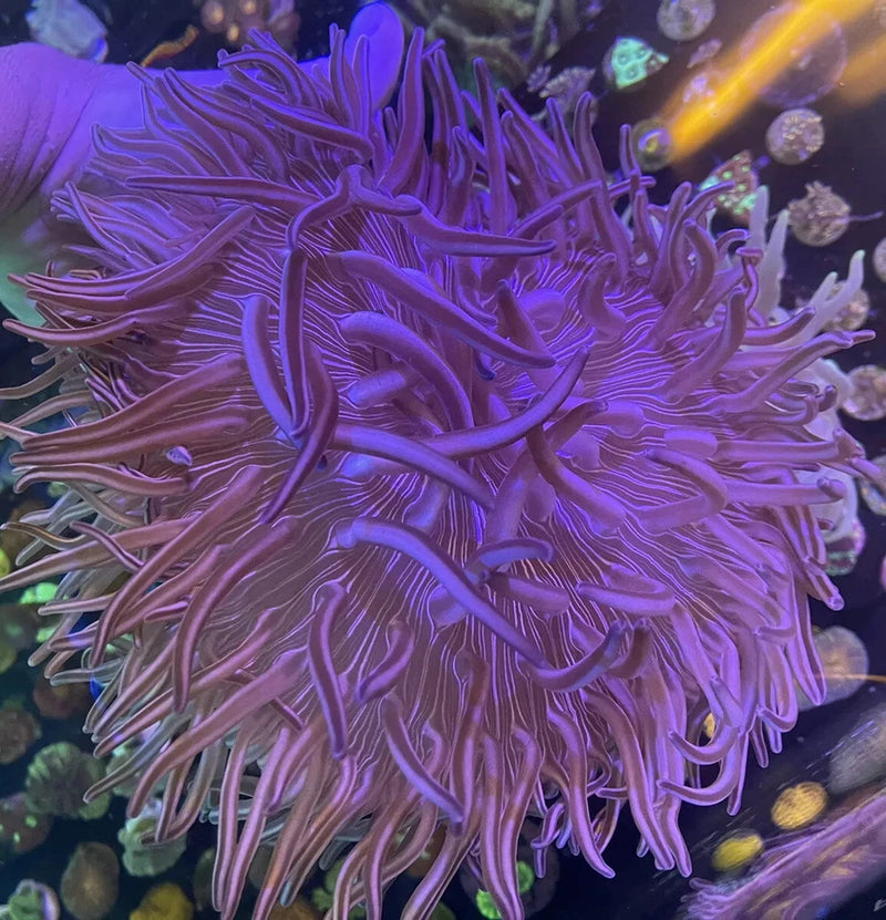 Peppermint Pacific Long Tentacle Anemone live coral Anemone