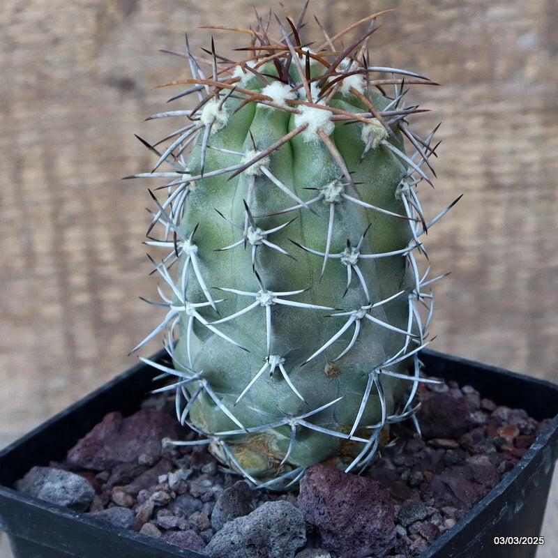 D3657 COPIAPOA COQUIMBANA V. ALTICOSTATA pot10-H10-W5,5 cm MaMa Cactus Green Plant