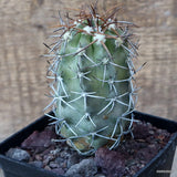 D3657 COPIAPOA COQUIMBANA V. ALTICOSTATA pot10-H10-W5,5 cm MaMa Cactus Green Plant