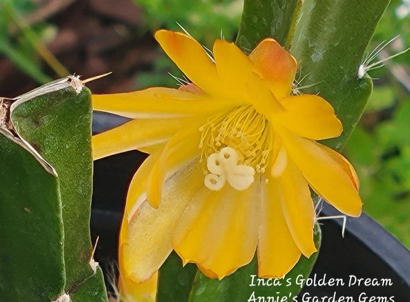 Yellow Epiphyllum cactus bloom on green pads, close-up.