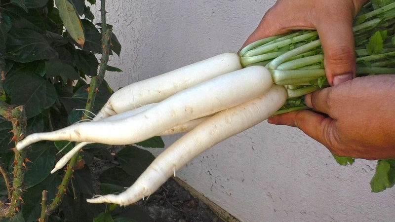 700+ JAPANESE MINOWASE DAIKON RADISH SEEDS FRESH HARVEST FOR GARDENS Garden Plants