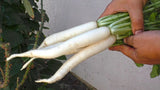 700+ JAPANESE MINOWASE DAIKON RADISH SEEDS FRESH HARVEST FOR GARDENS Garden Plants