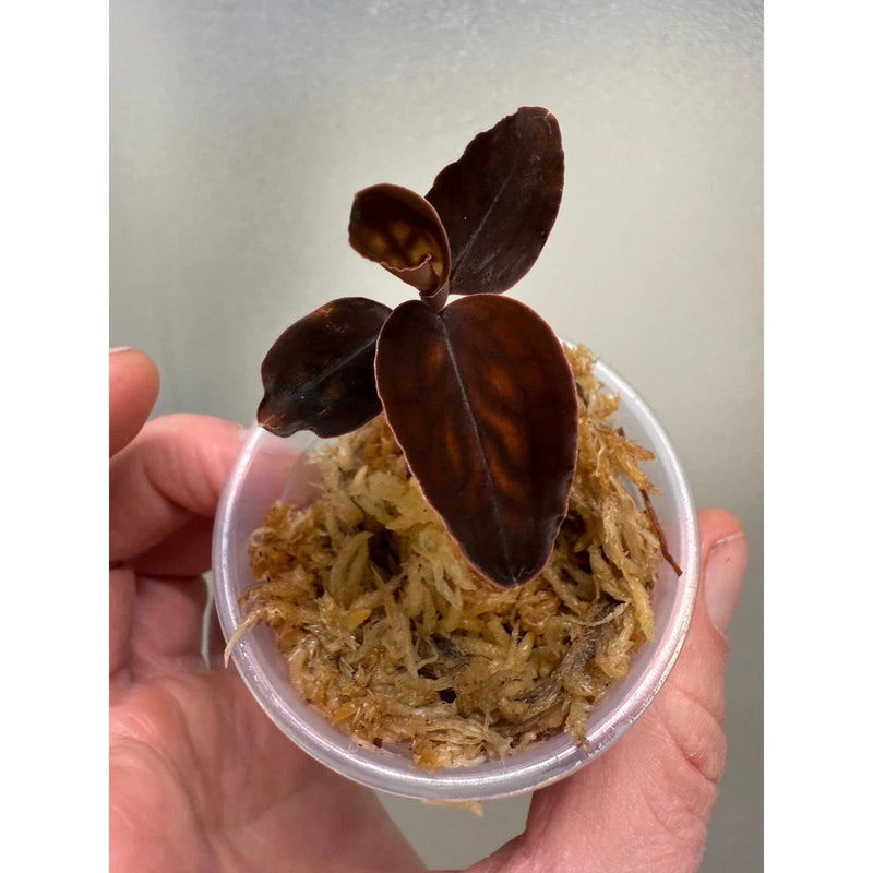 Jewel orchid in clear pot with dark brown leaves over moss