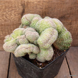 D4384 ECHINOPSIS EYRIESII CRESTED pot14-H14-W24 cm MaMa Cactus Green Plant
