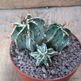 D6692 ASTROPHYTUM ORNATUM X HANNYA pot10-H6-W9 cm MaMa Cactus Green Plant