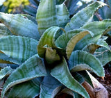 AGAVE MARMORATA, rare succulent MARBLED plant exotic garden seed 100 SEEDS Garden Plants