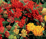 BUTTERFLY WEED GAY BUTTERFLIES Asclepias Tuberosa - 50 Bulk Seeds Garden Plants