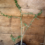 D4545 EUPHORBIA BERROHAE pot12-H52-W45 cm MaMa Cactus Green Plant